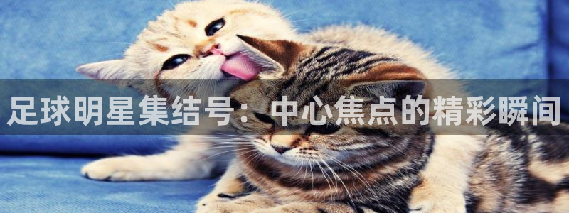  足球明星集结号：中心焦点的精彩瞬间